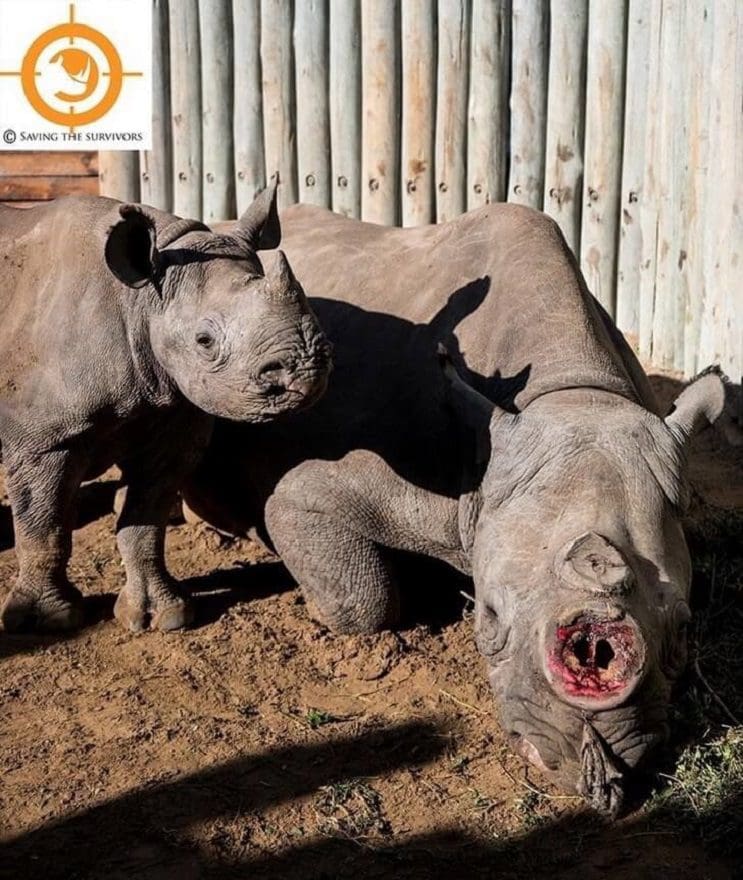 A ésta rinoceronte la cortaron los cuernos pero todavía tenía una razón para vivir 02