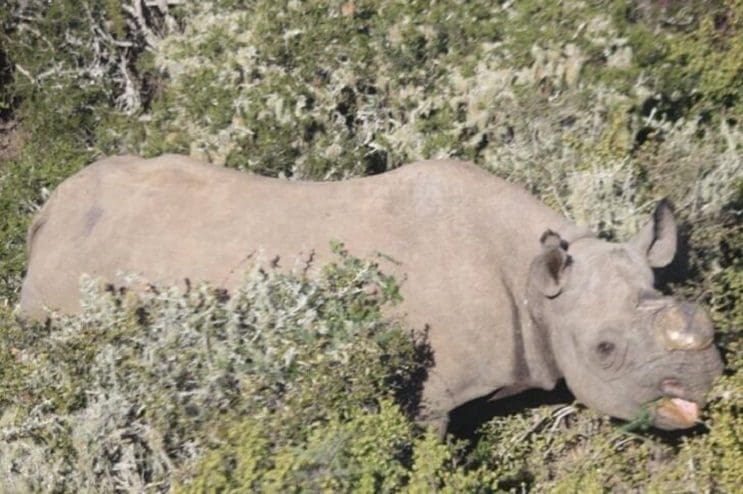 A ésta rinoceronte la cortaron los cuernos pero todavía tenía una razón para vivir 03