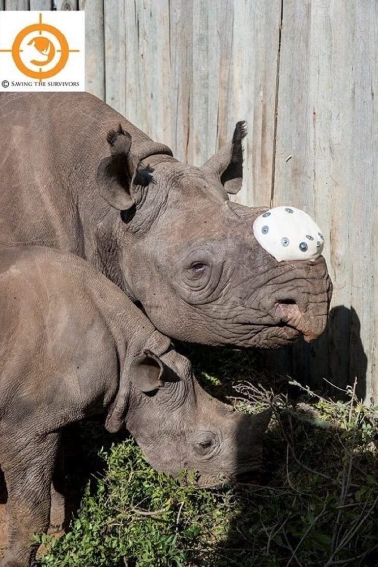 A ésta rinoceronte la cortaron los cuernos pero todavía tenía una razón para vivir 04