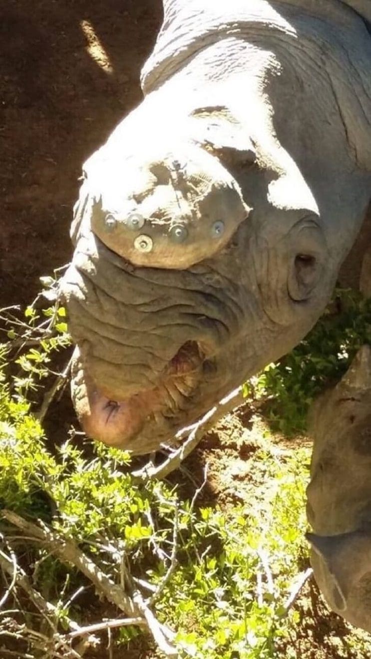 A ésta rinoceronte la cortaron los cuernos pero todavía tenía una razón para vivir 06
