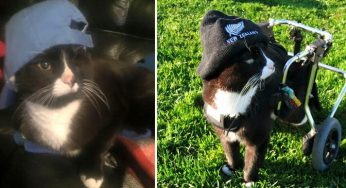 Blacky: El minino que robará tu corazón