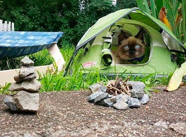 Campamento para gatos
