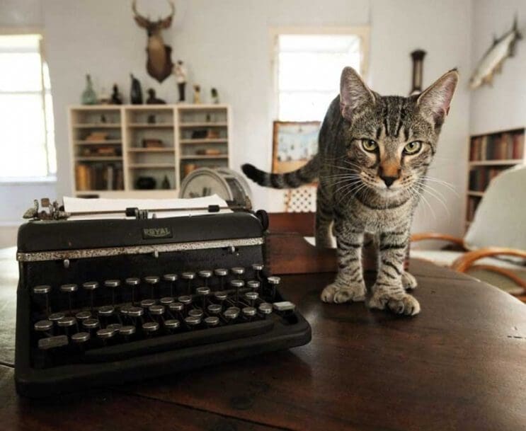 Conoce los magníficos gatos polidáctiles de Ernest Hemingway 10