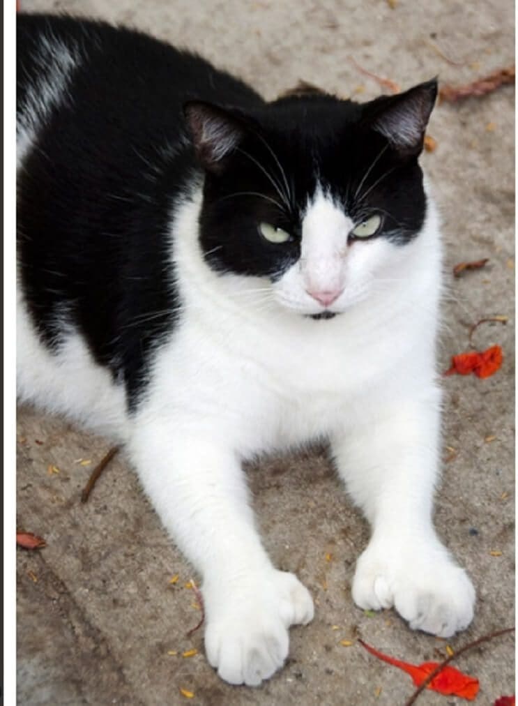 Conoce los magníficos gatos polidáctiles de Ernest Hemingway 12