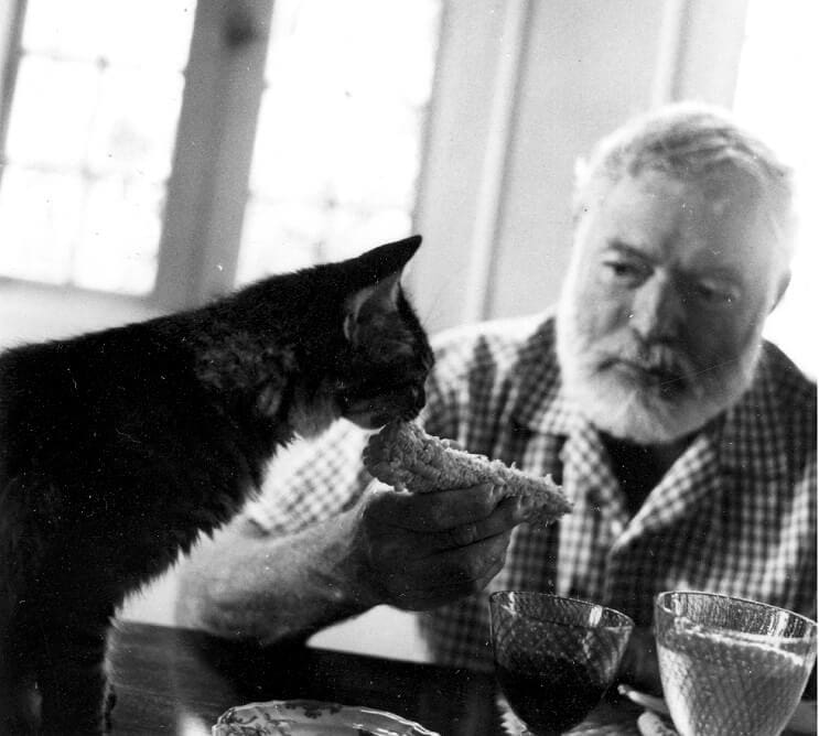 Conoce los magníficos gatos polidáctiles de Ernest Hemingway 2