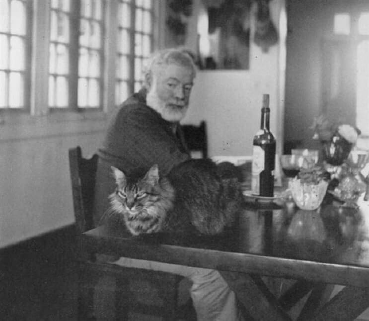 Conoce los magníficos gatos polidáctiles de Ernest Hemingway  3