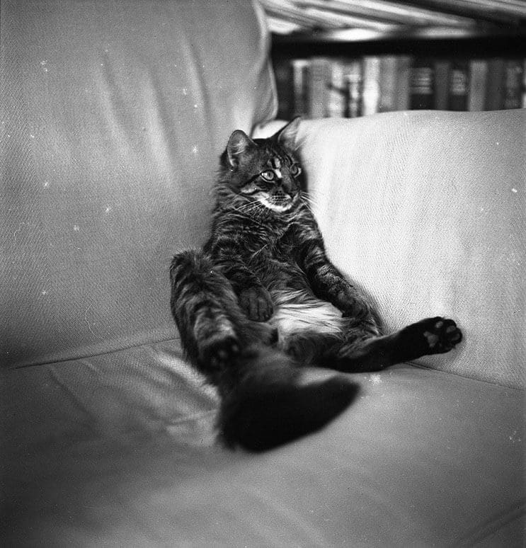 Conoce los magníficos gatos polidáctiles de Ernest Hemingway 7.1