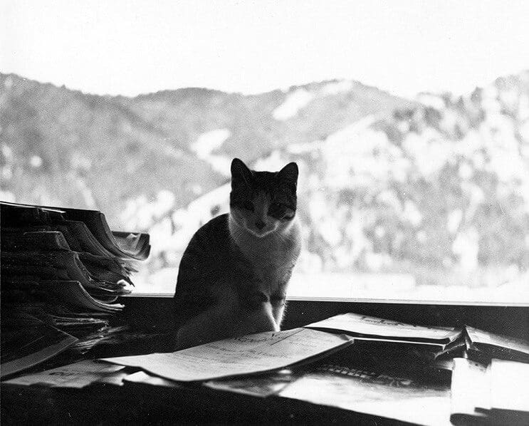 Conoce los magníficos gatos polidáctiles de Ernest Hemingway 9