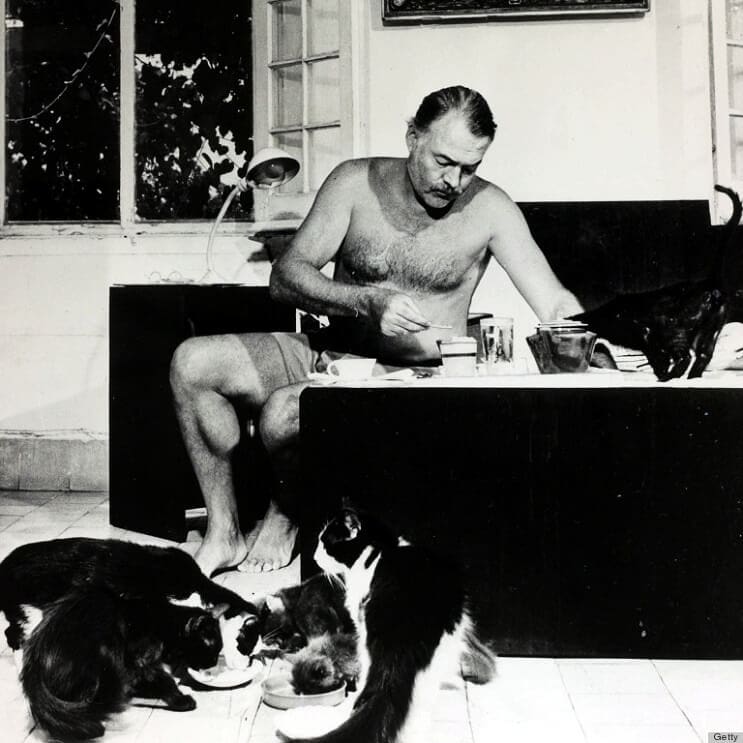 Conoce los magníficos gatos polidáctiles de Ernest Hemingway4.1