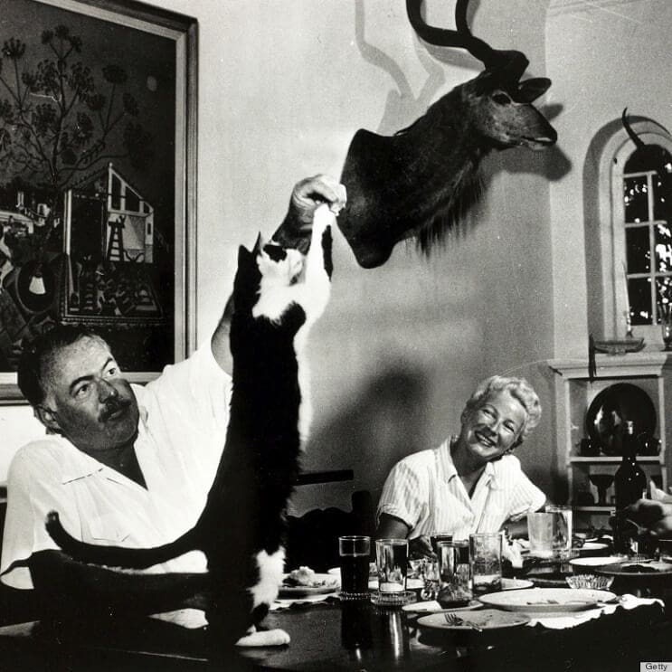 Conoce los magníficos gatos polidáctiles de Ernest Hemingway5.1