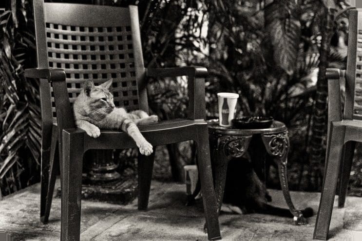 Conoce los magníficos gatos polidáctiles de Ernest Hemingway6.1
