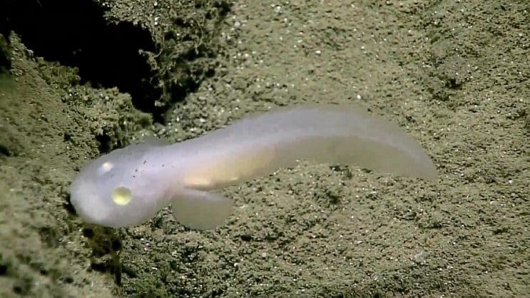 El hallazgo de este pez fantasma genera asombro incluso entre los científicos - pez