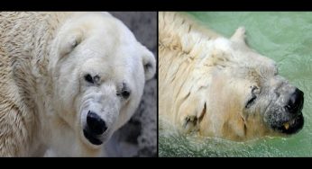 El último adiós para Arturo: el oso polar “más triste del mundo”