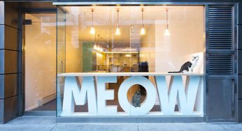 Esta cafetería te permite disfrutar de tu bebida caliente favorita al lado de gatos