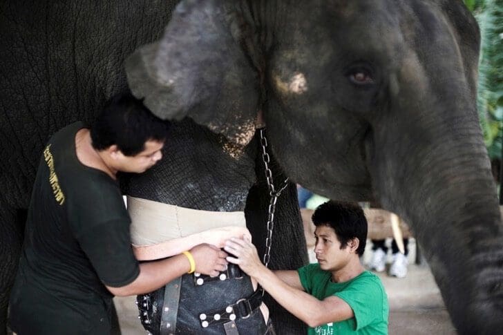 Este elefante perdió su pierna por acciones humanas pero estas personas hicieron que vuelva a caminar 01