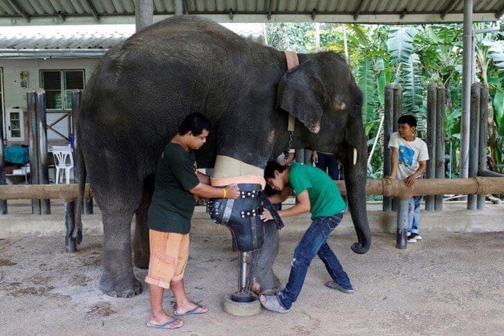 Este elefante perdió su pierna por acciones humanas pero estas personas hicieron que vuelva a caminar 02