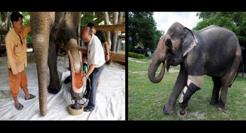 Este elefante perdió una pierna pero estas personas hicieron que vuelva a caminar