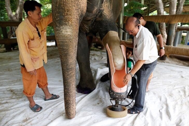 Este elefante perdió su pierna por acciones humanas pero estas personas hicieron que vuelva a caminar 04
