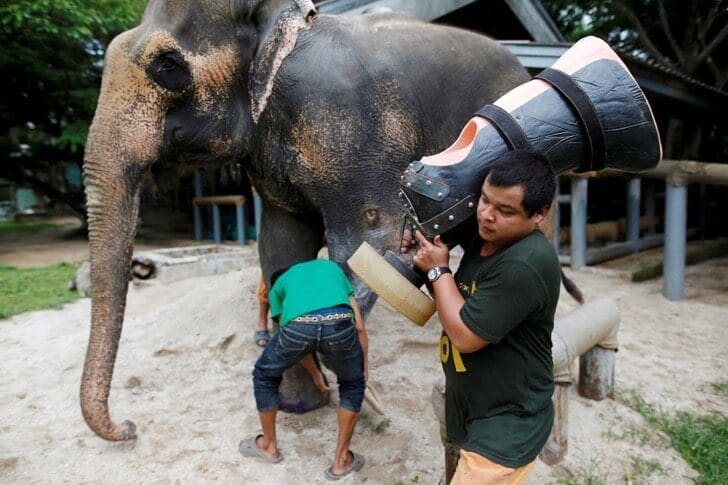 Este elefante perdió su pierna por acciones humanas pero estas personas hicieron que vuelva a caminar 05