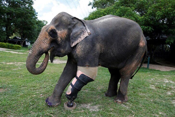 Este elefante perdió su pierna por acciones humanas pero estas personas hicieron que vuelva a caminar 09