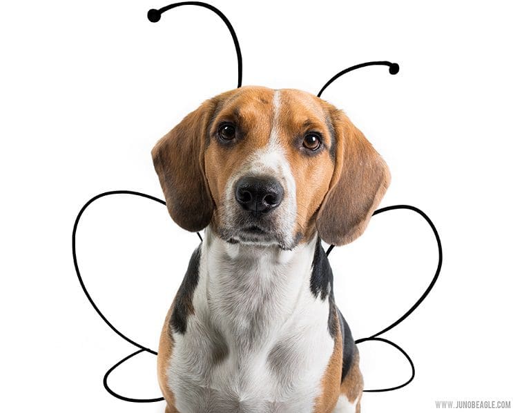 Este lindo Beagle vive las más grandes aventuras en esta serie de doodles animados mariposa