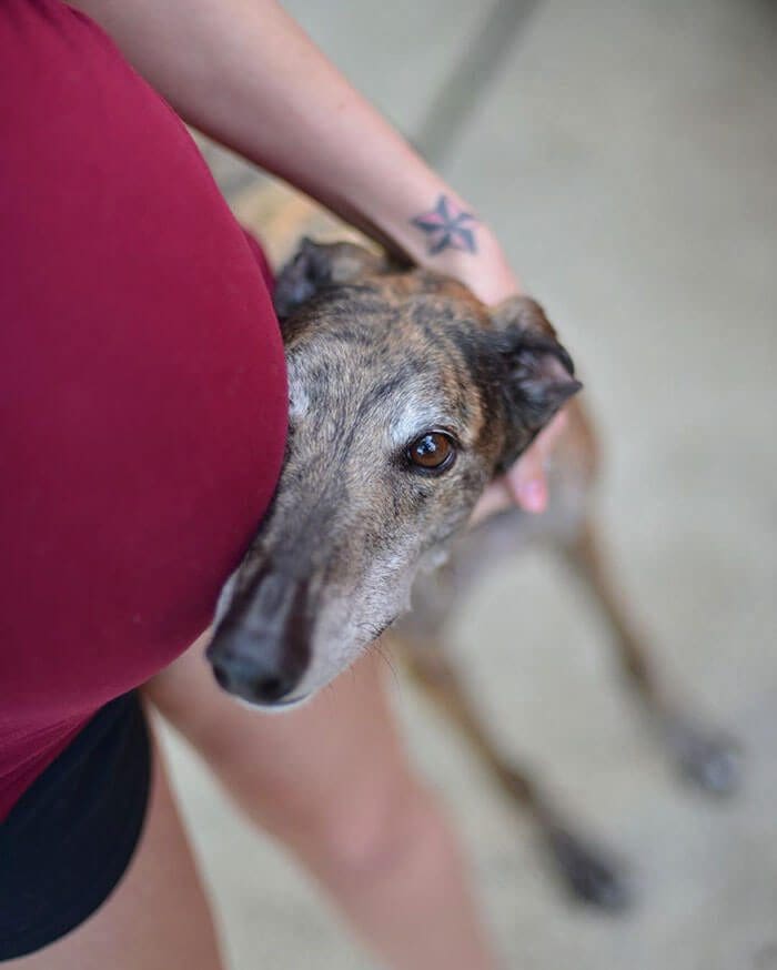 Este perro de carreras le temía a los humanos hasta que nació se hermano adoptivo 03