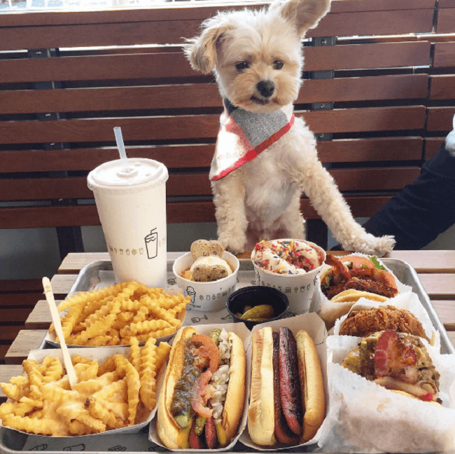Este perro es un comelón y se ha convertido en toda una sensación en Instagram 02