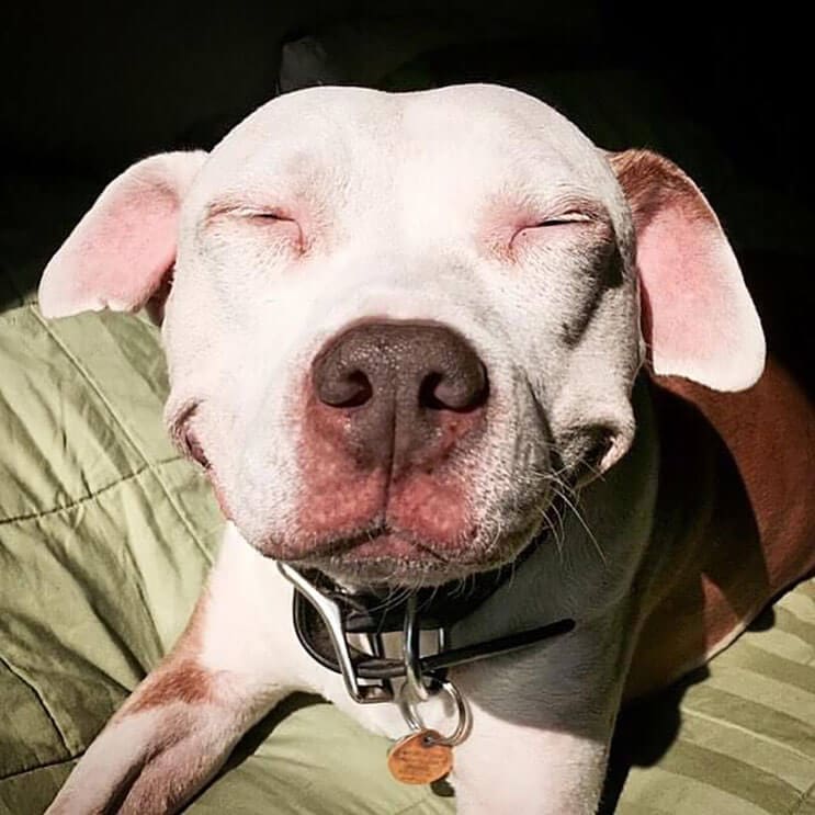 Este pitbull muestra lo feliz que está de tener un nuevo hogar 3
