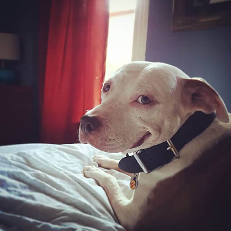 Este pitbull muestra lo feliz que está de tener un nuevo hogar 4