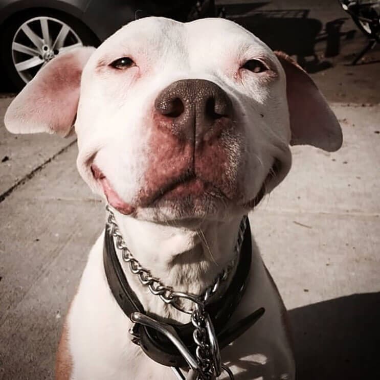 Este pitbull muestra lo feliz que está de tener un nuevo hogar 7
