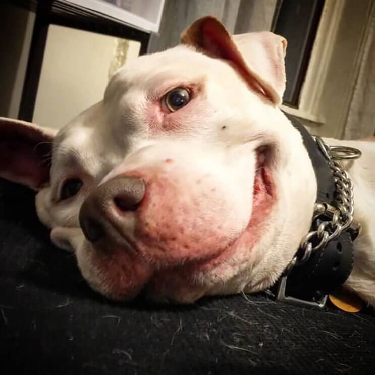 Este pitbull muestra lo feliz que está de tener un nuevo hogar 8