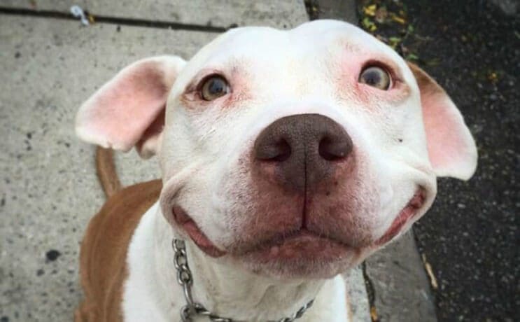 Este pitbull muestra lo feliz que está de tener un nuevo hogar