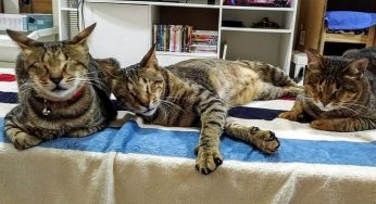 La nueva vida de estos gatos ciegos los hace capaces de ver a través del corazón