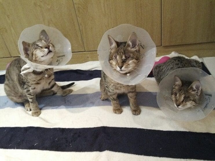 Estos tres gatos son capaces de ver a través del corazón 07