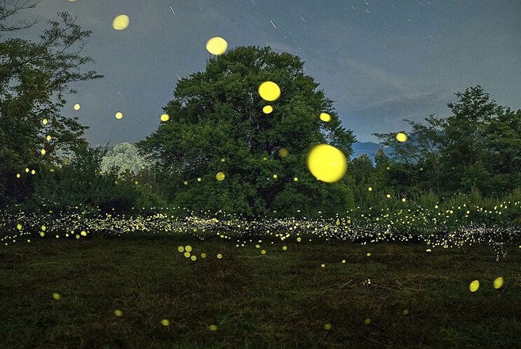 Fabulosas fotografías de luciérnagas que invaden Japón durante el verano 01