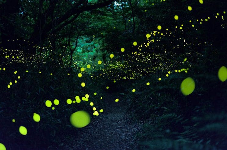 Fabulosas fotografías de luciérnagas que invaden Japón durante el verano 03