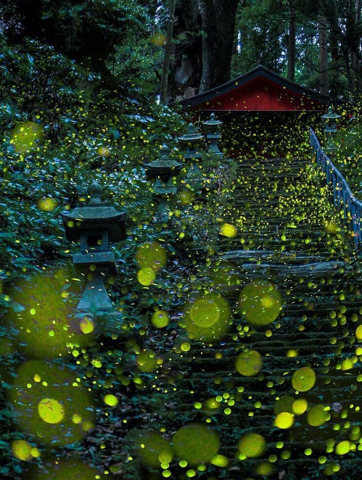 Fabulosas fotografías de luciérnagas que invaden Japón durante el verano 07