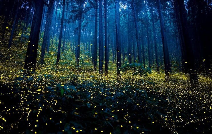 Fabulosas fotografías de luciérnagas que invaden Japón durante el verano 08