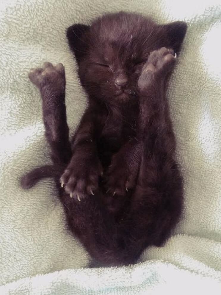 Gatita huérfana conquistó el corazón de la persona que la rescató 4