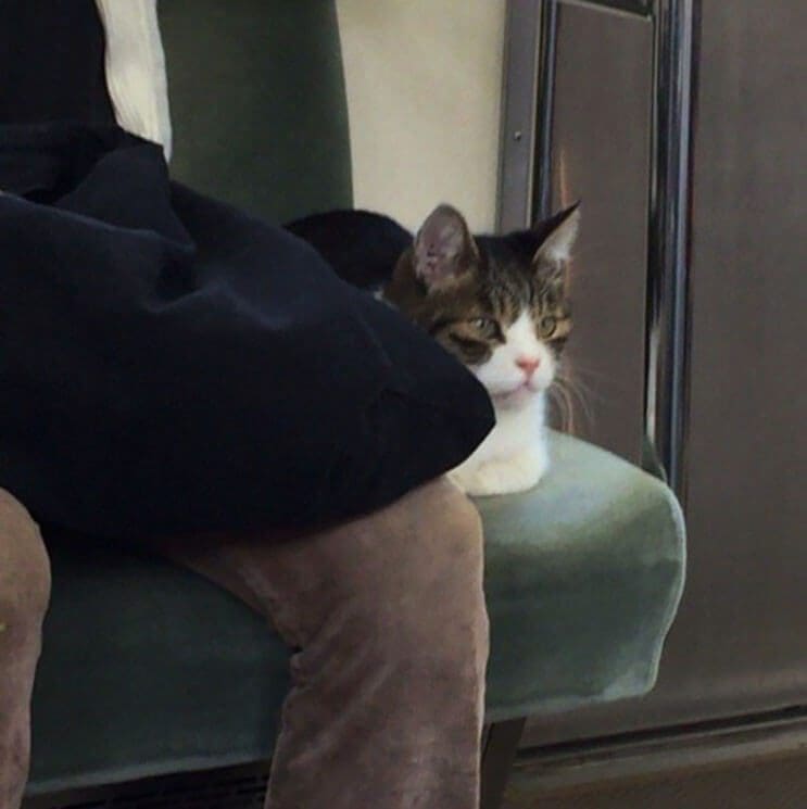 Gato toma el tren en Japon 8