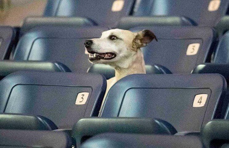 Ir al cine con tu mascota. En Israel ya es posible 2