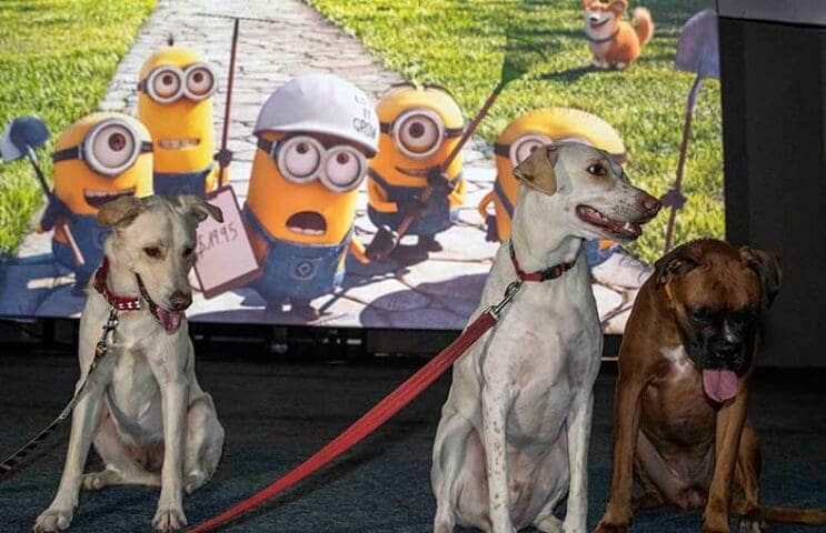 Ir al cine con tu mascota. En Israel ya es posible 5