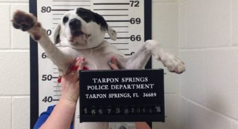 La Policía “arresta” a una perrita que encontró cerca de su departamento