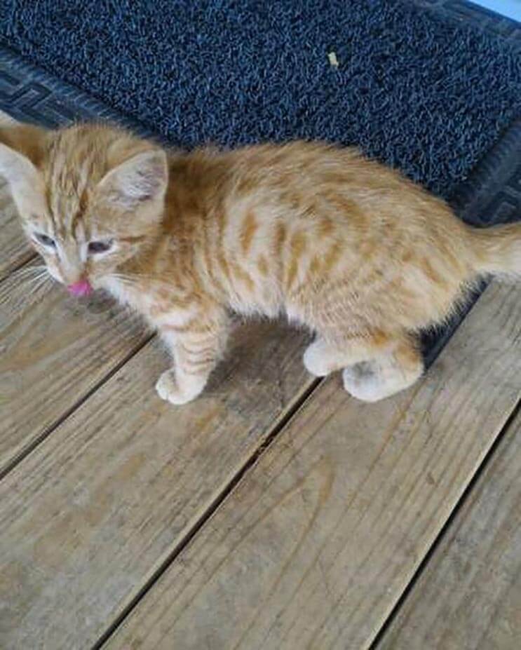 La alimentaron por días y esta gata apareció con una adorable sorpresa 3