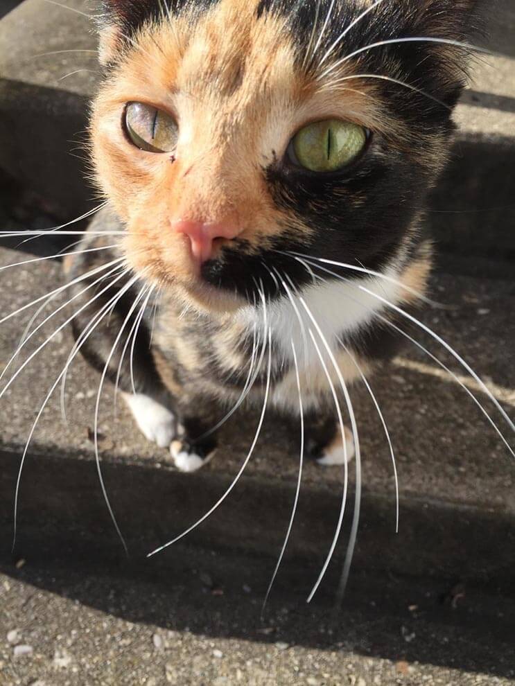 La alimentaron por días y esta gata apareció con una adorable sorpresa