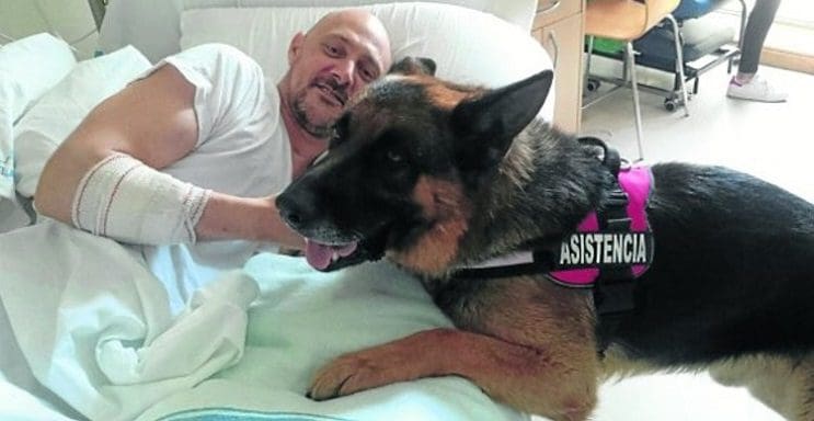 Lobo, un pastor alemán, y su dueño tienen un emocionante reencuentro en un hospital 2