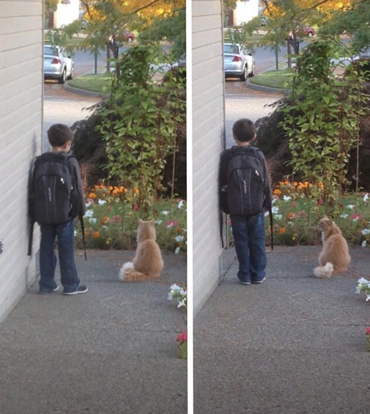 Todas las mañanas este gato espera el bus escolar con hermano humano