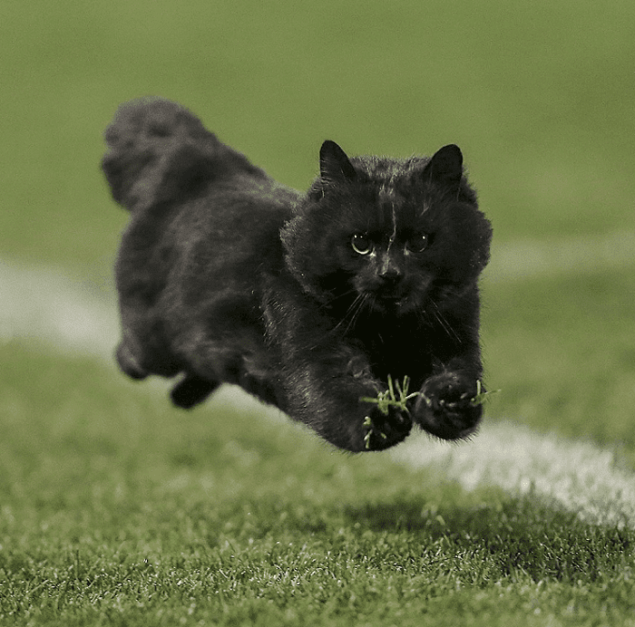 Un gato interrumpe en un partido de rugby y desata una nueva batalla de Photoshop 002