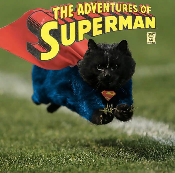 Un gato interrumpe en un partido de rugby y desata una nueva batalla de Photoshop 15