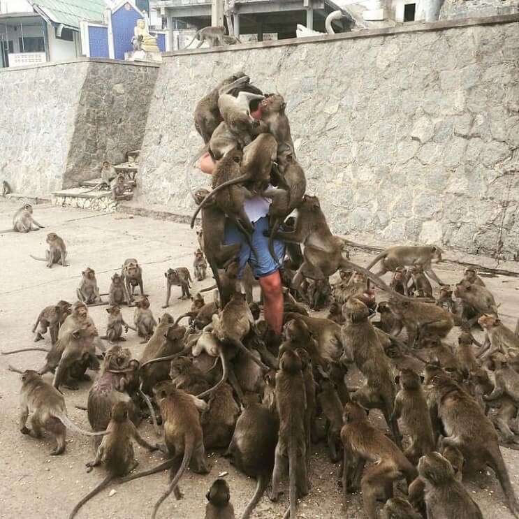 Un hombre quiso alimentar a los monos y le pasó esto. Por si fuera poco, el Photoshop también lo agarró 01